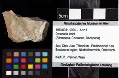 Foto (Objket + Etiketten) von Decapoda indet. 